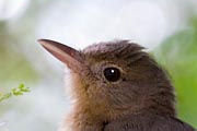 Little Shrike-thrush (Colluricincla megarhyncha)